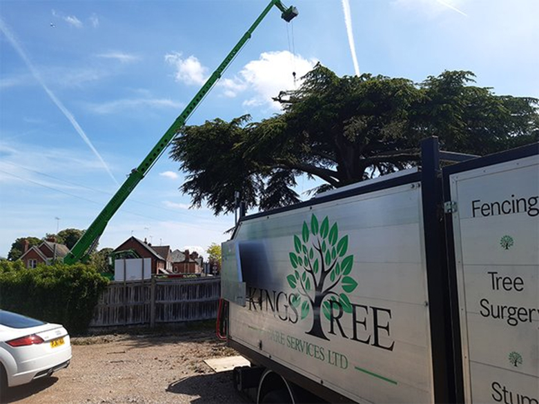 Tree surgeon working on a large tree